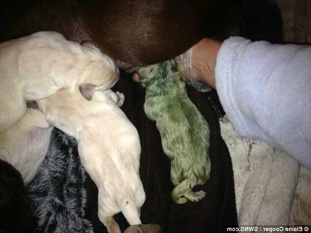 Green Labrador Puppy