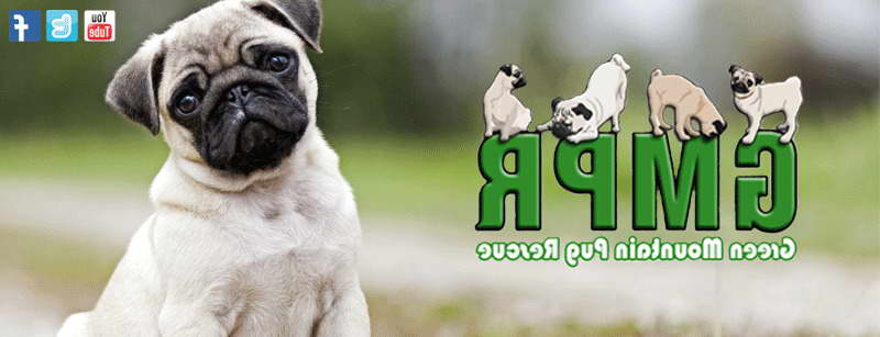 Green Mountain Pug Rescue