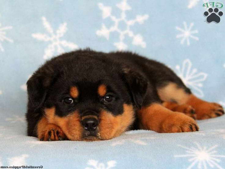 Greenfield Puppies Rottweiler