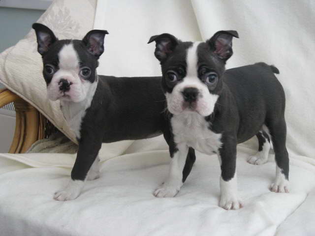 Grey Boston Terrier Puppies For Sale