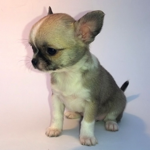 Grey Chihuahua Puppies For Sale