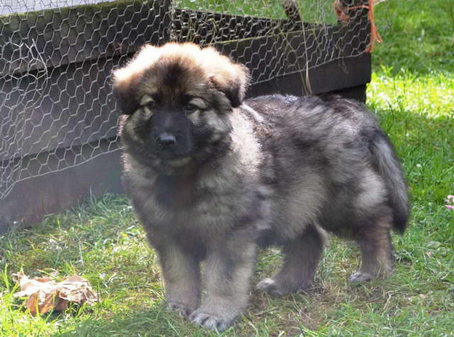 Grey German Shepherd Puppies For Sale