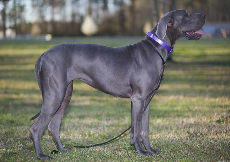 Grey Great Dane For Sale