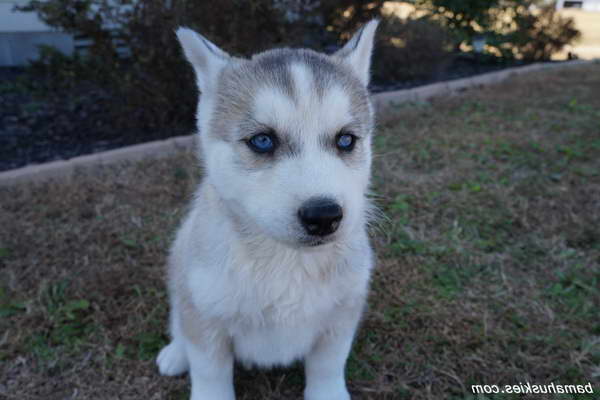 Grey Husky Puppies For Sale