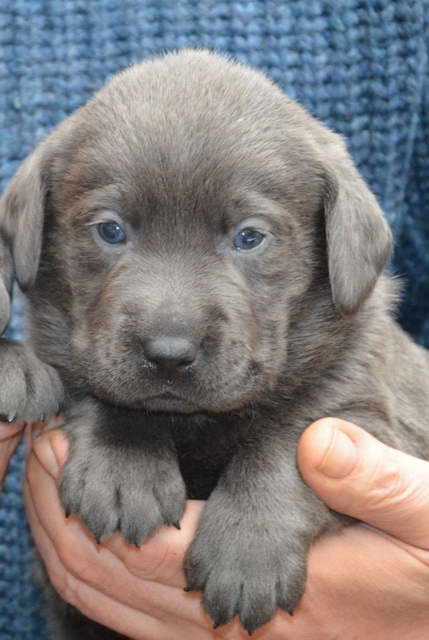 Grey Labrador Puppies For Sale