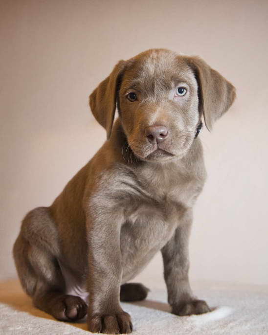 Grey Labrador Retriever