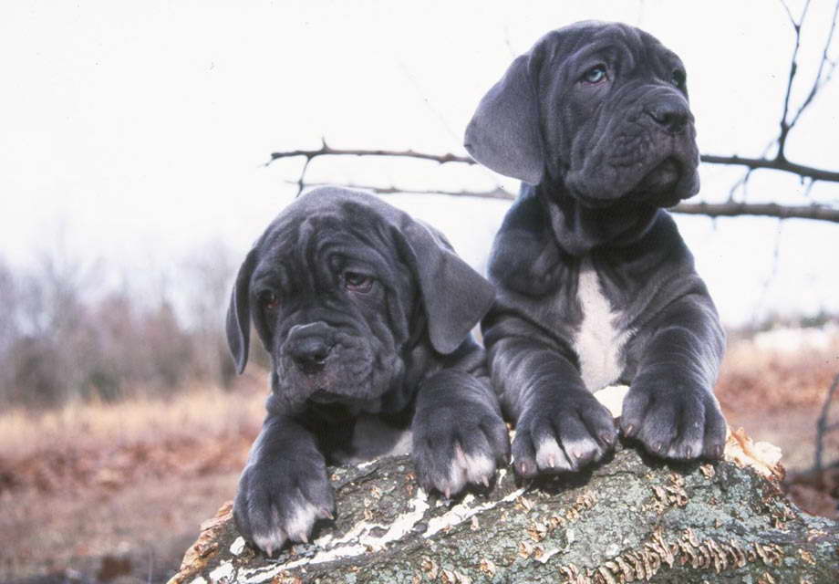 Grey Mastiff Puppies