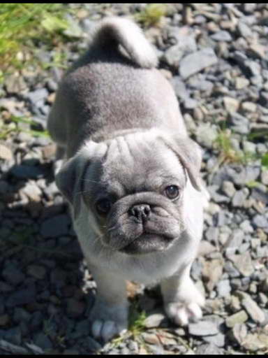 Grey Pug