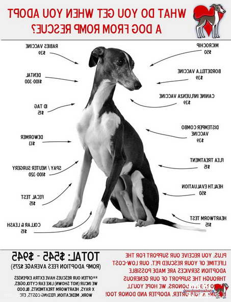 Greyhound Dog Adoption