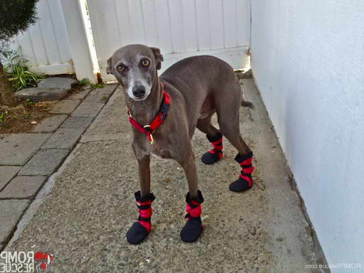 Greyhound Dog Boots