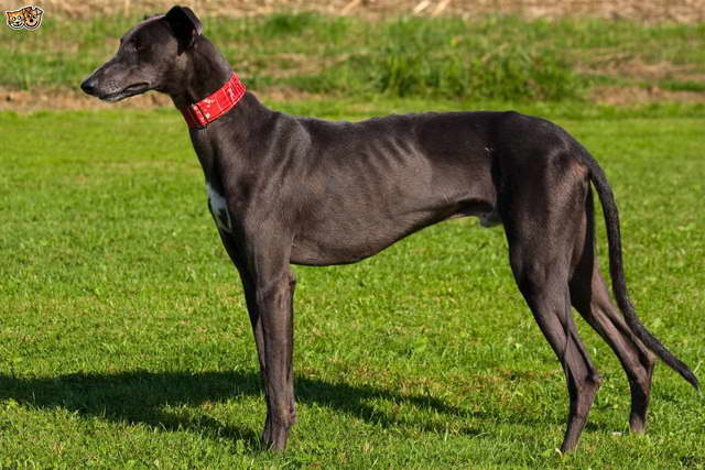 Greyhound Dog Breed