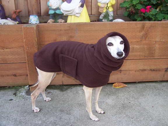 Greyhound Dog Coat