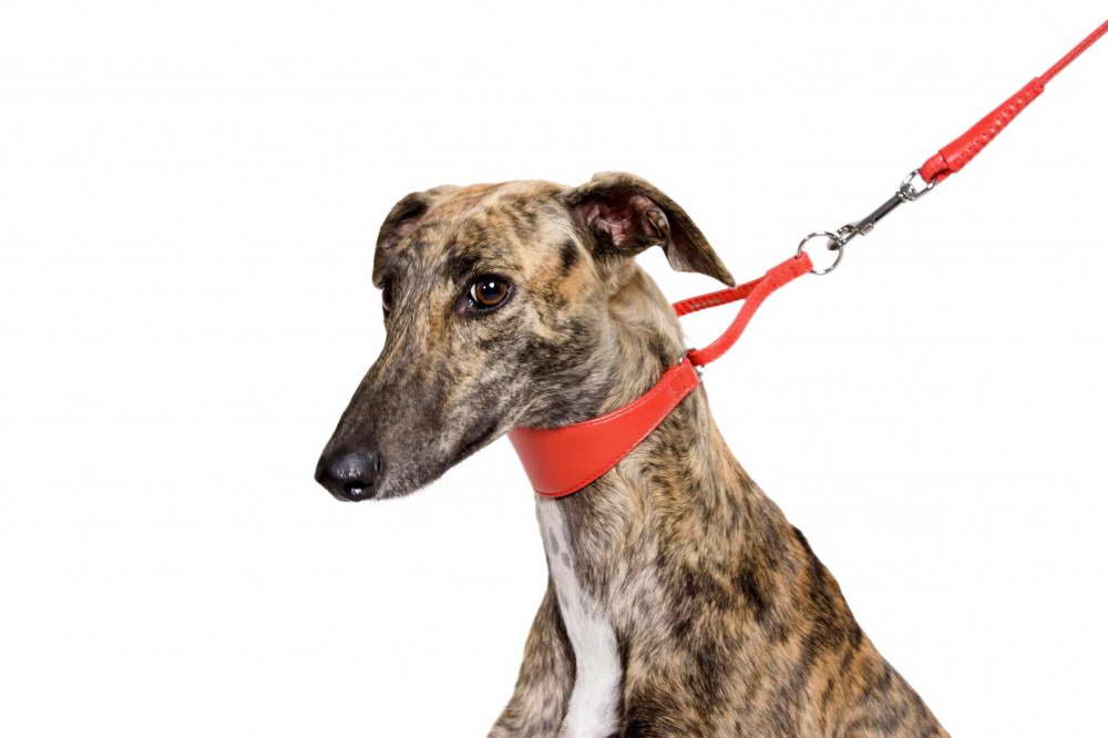 spike dog collar greyhound