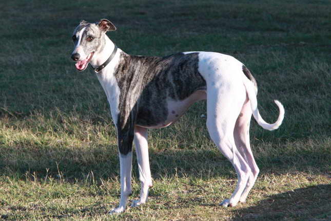 Greyhound Dog Cost