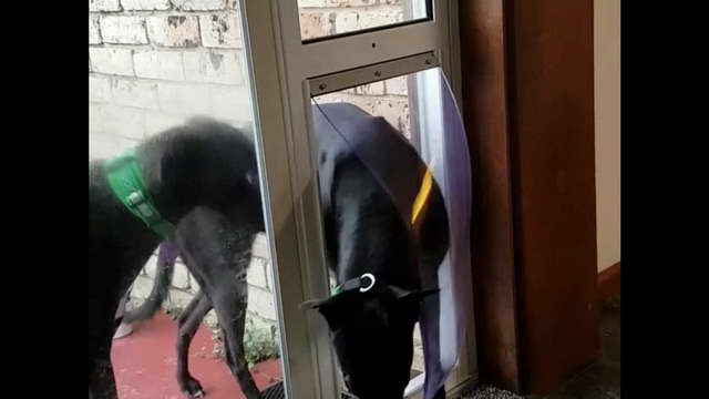 Greyhound Dog Door