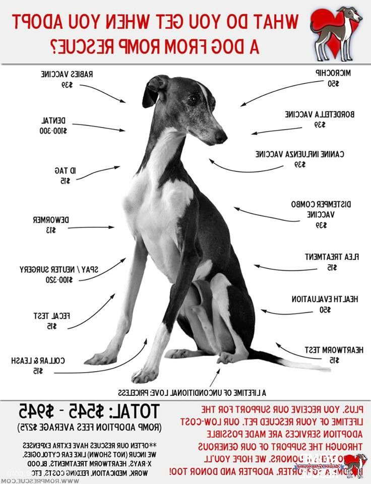 Greyhound Dog For Adoption