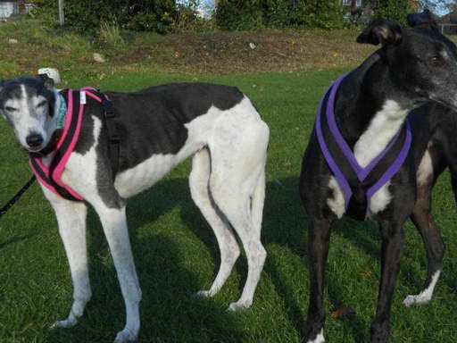 Greyhound Dog Harness