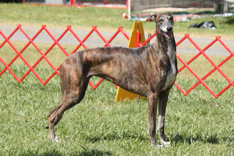 Greyhound Dog Info