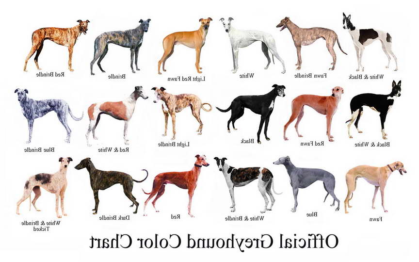 Greyhound Dog Names