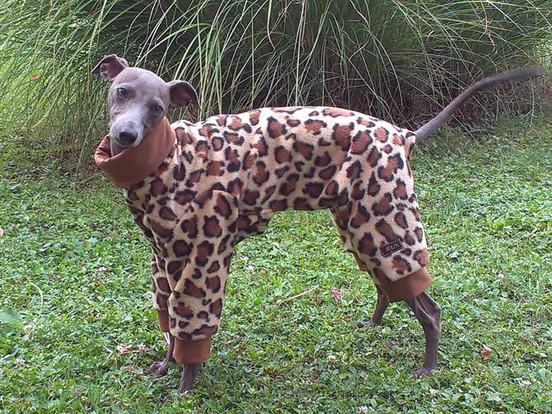 Greyhound Dog Pajamas