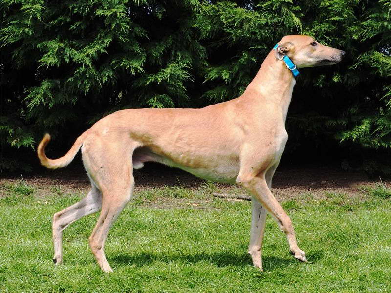 Greyhound Dog Prices