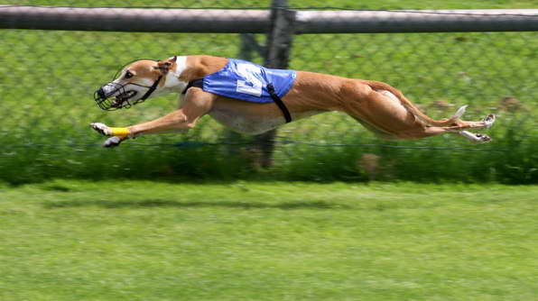 Greyhound Dog Races