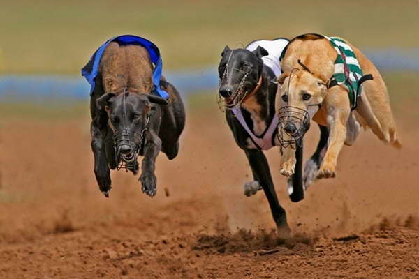 Greyhound Dog Racing Near Me