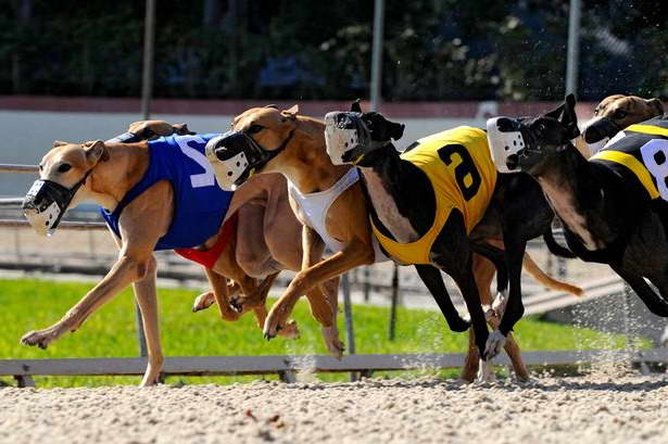 Greyhound Dog Racing Results PETSIDI