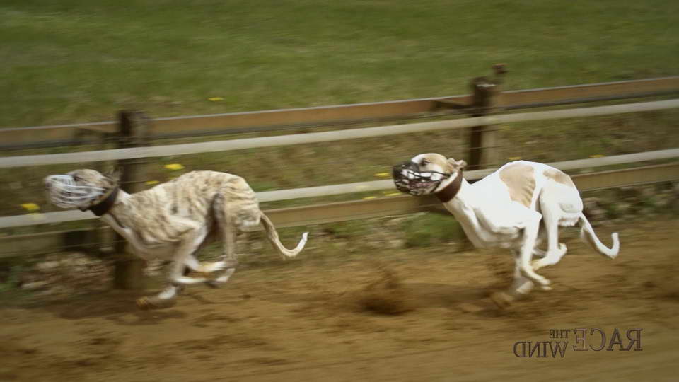 Greyhound Dog Racing Videos