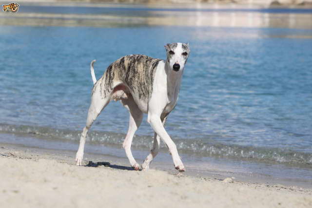 Greyhound Dog Speed