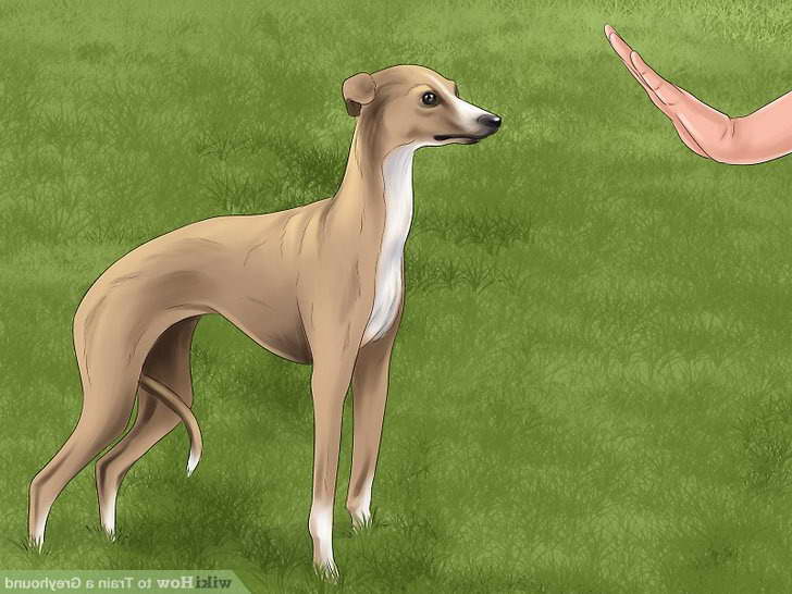 Greyhound Dog Training