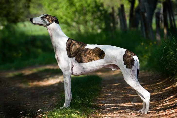 Greyhound Dog