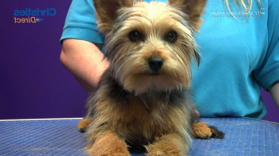Groom A Yorkshire Terrier