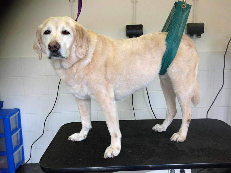 Groom Labrador