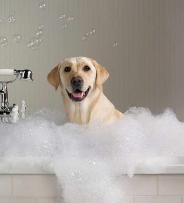 Groomed Labrador Retrievers