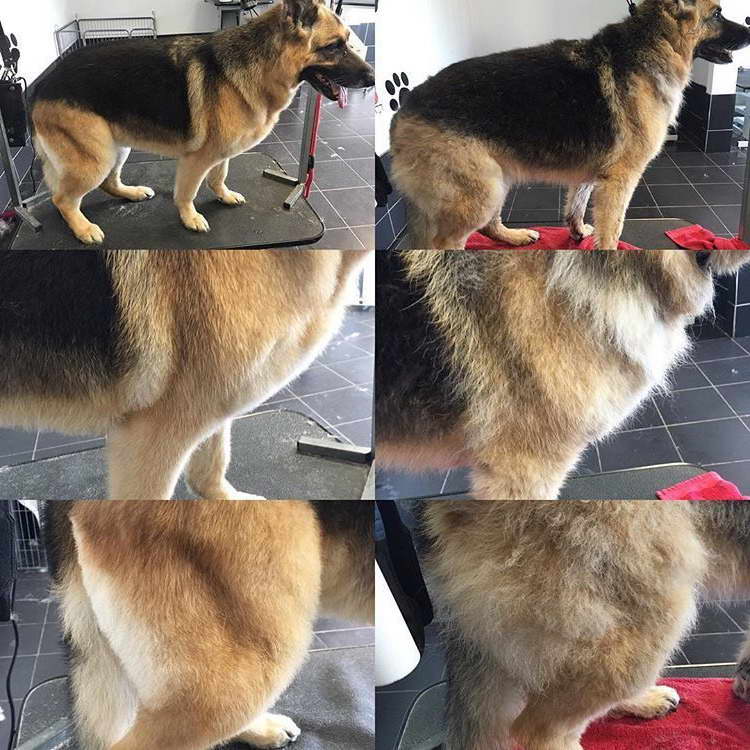 Grooming A German Shepherd