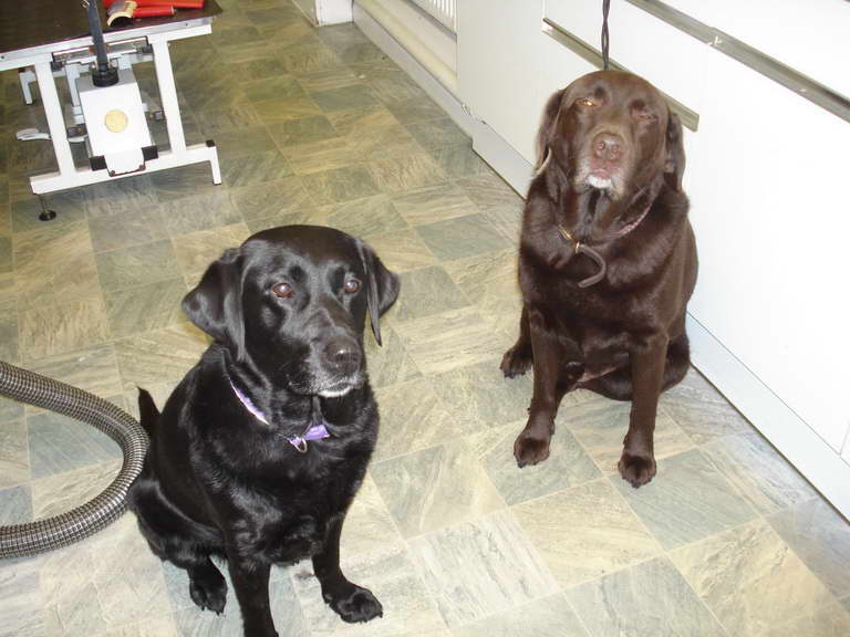 Grooming A Labrador