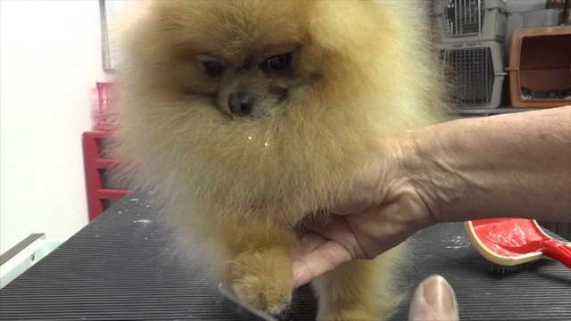 Grooming A Pomeranian