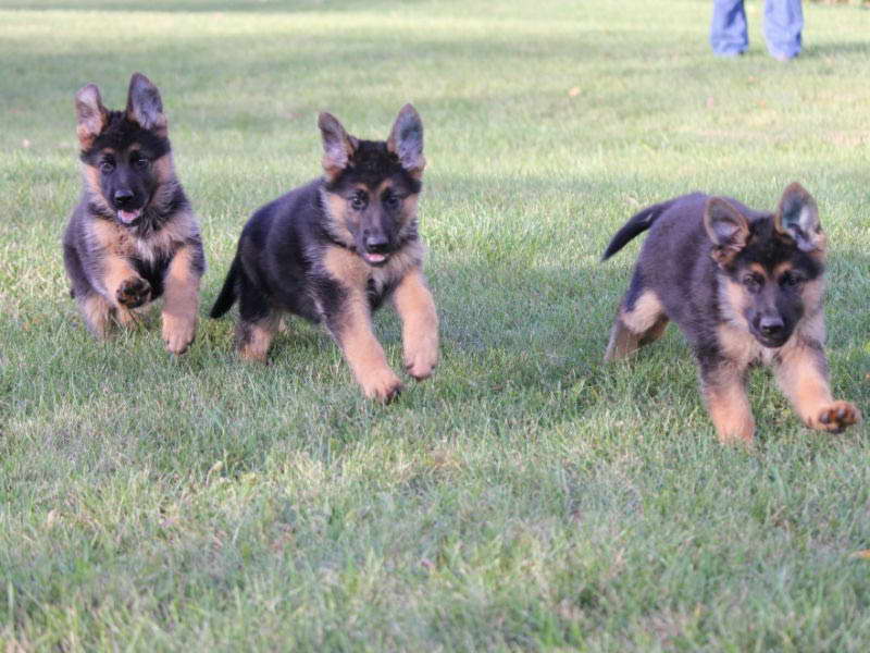 Grooming German Shepherd