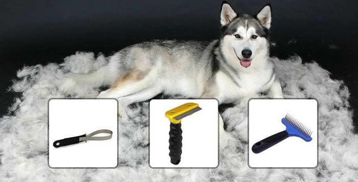 Grooming Husky