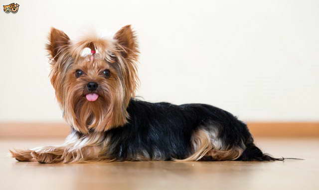 Grooming Yorkshire Terrier