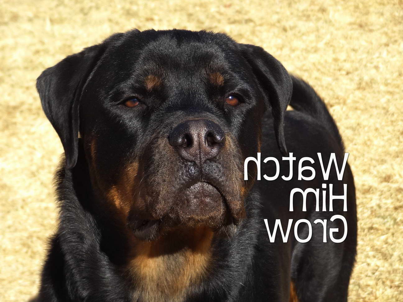 Grown Rottweiler