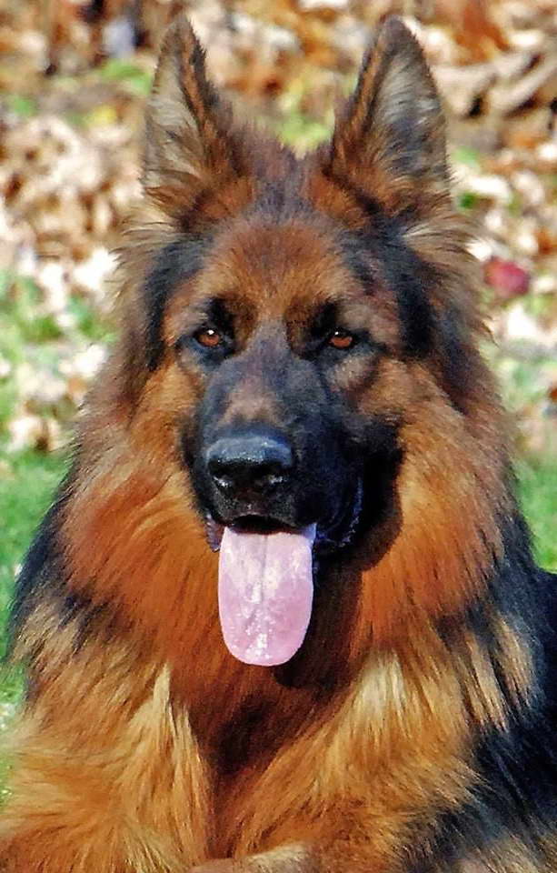 Grunwald Haus German Shepherd