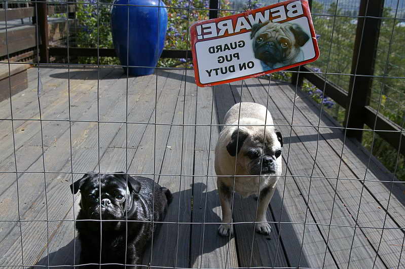 Guard Pug On Duty