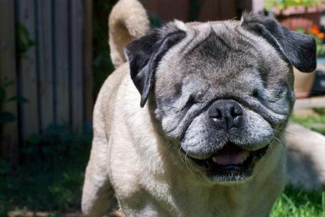 Guardian Angel Pug Rescue