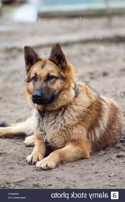 Guardian German Shepherd