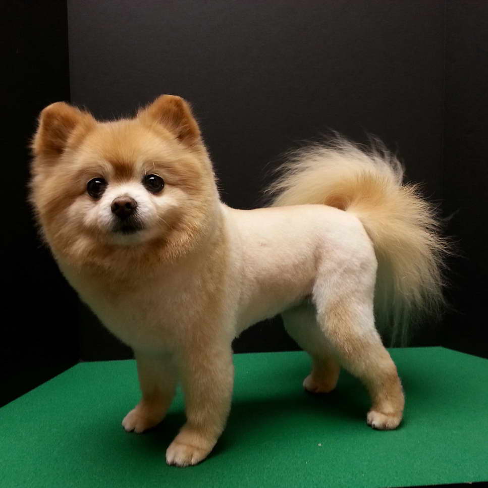 Haircut For Pomeranian Dog