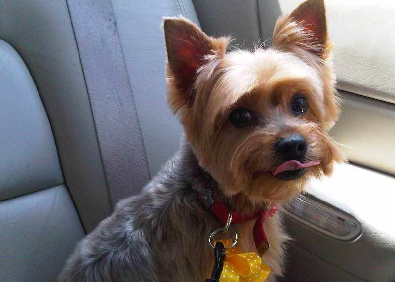 Haircut For Yorkshire Terrier