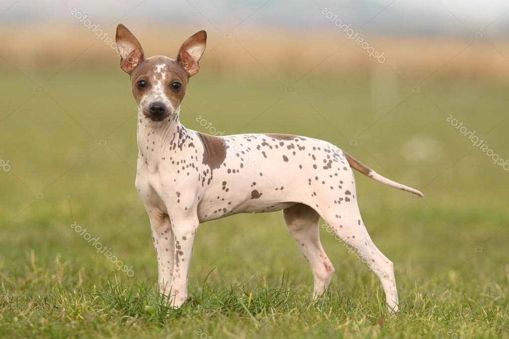 Hairless American Terrier For Sale