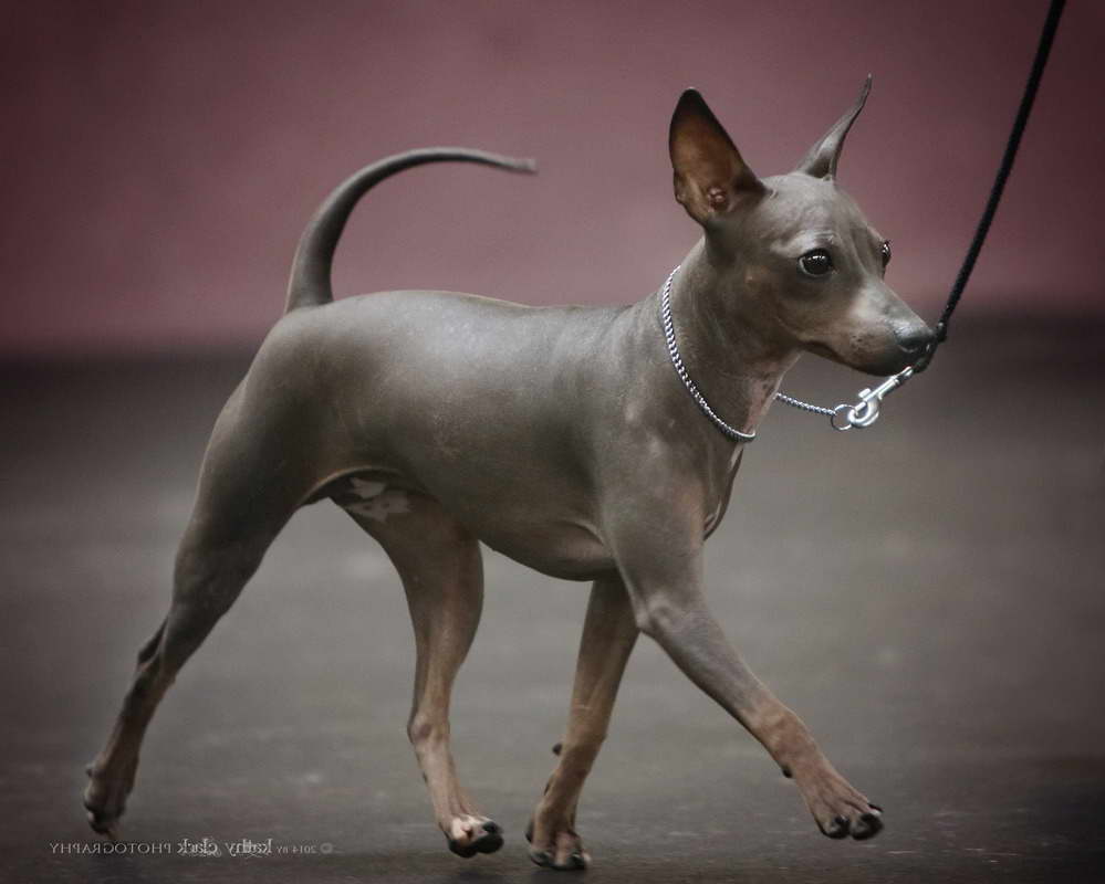 Hairless Terrier For Sale